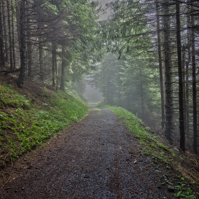 "Misty path" stock image