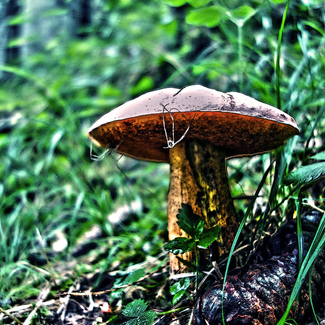 "Mushroom and pine cone" stock image