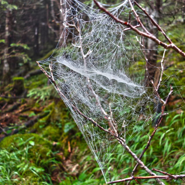 "Monster cobweb" stock image