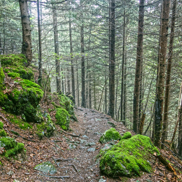 "A woodland walk" stock image