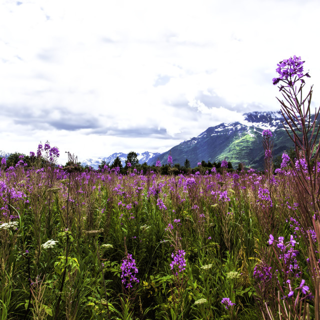 "Dramatic Fireweed & Mountains Portage Alaska" stock image