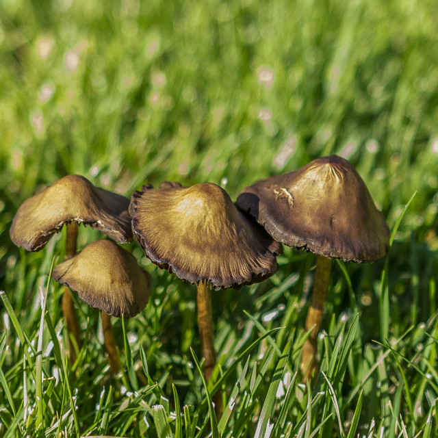 "Coprinus Mushroom" stock image