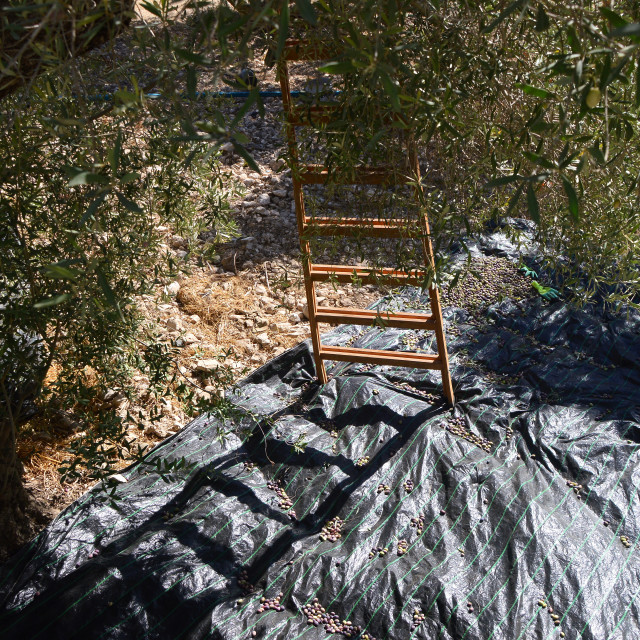 "In the Olive Tree" by Keith MacIntosh FRGS - $12.16 "In the Olive Tree" stock image