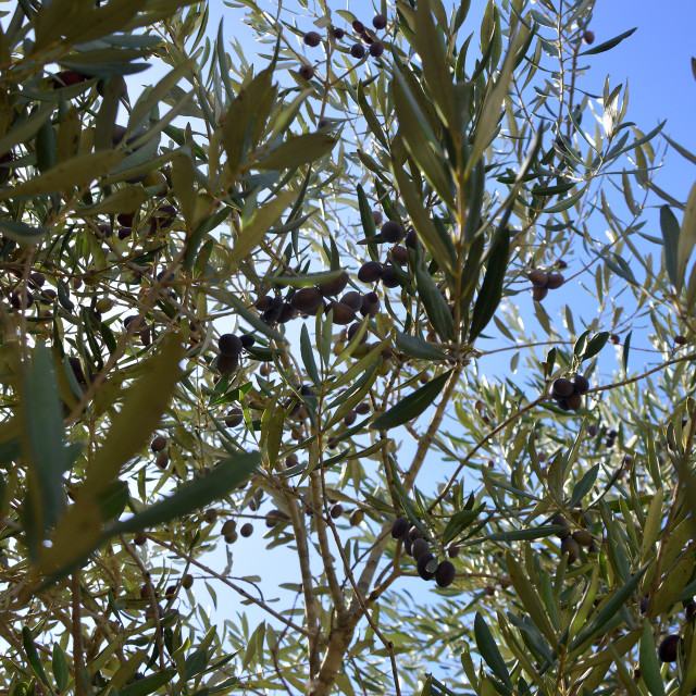 "Magical Olives" stock image