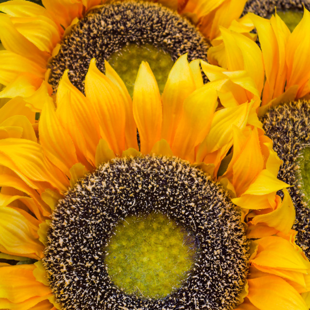 "Sunflowers close-up Cortona, Italy" stock image