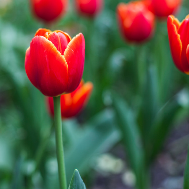 "Tulip" stock image