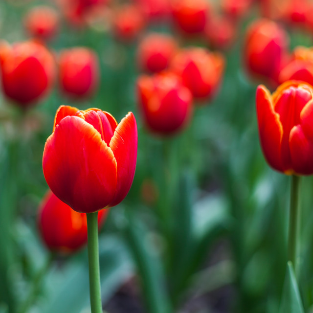 "Tulip" stock image