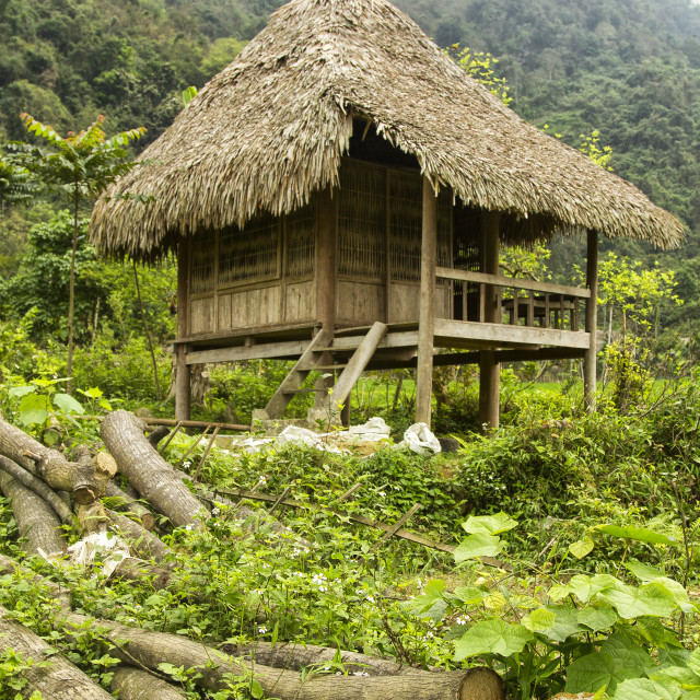 "Jungle Hut" stock image