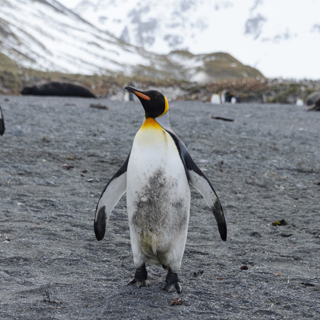 "King penguins on South Georgia island" stock image