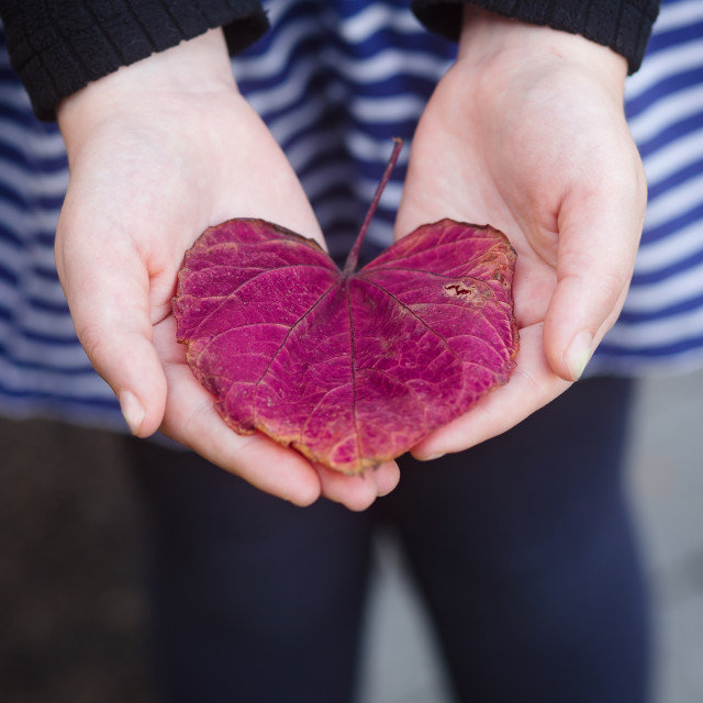 A Heart Shaped Flower for You - License, download or print for £12.40