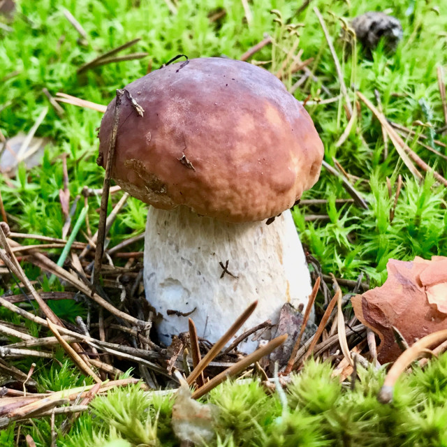 "Boletus" stock image