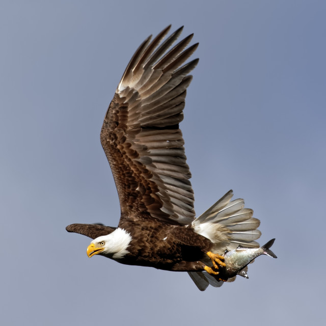 "Bald Eagle Flying with a Fish" stock image
