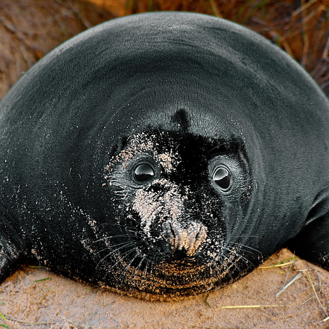 "black seal" stock image