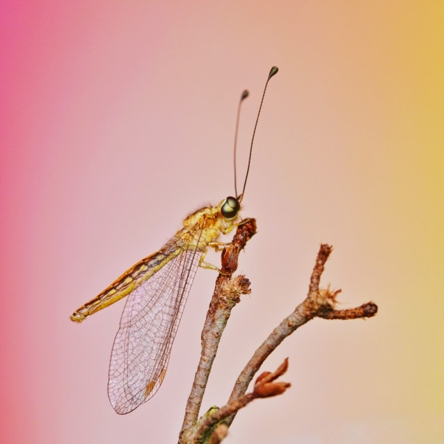 "Owl fly" stock image