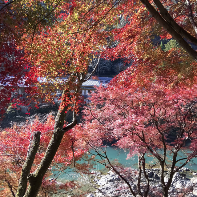 "Colorful autumn in Japan" stock image
