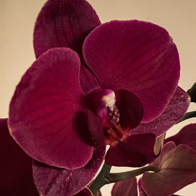 "Orchid" stock image