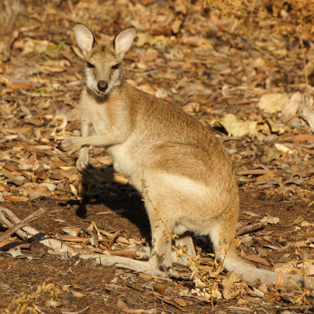 "Wallaby, Australia" stock image