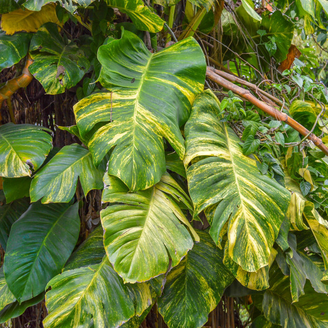 Download Tree Climbing Vine With Large Green Yellow Leaves License Download Or Print For 8 18 Photos Picfair PSD Mockup Templates