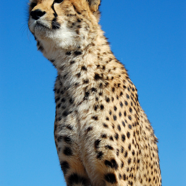 "High Alert" by Keith MacIntosh FRGS - $12.16 "High Alert" stock image
