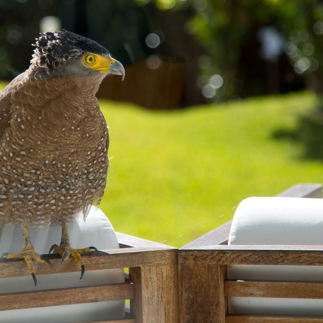 "Ryukyu serpent eagle standing on the chairs of a home, Yaeyama Islands,..." stock image
