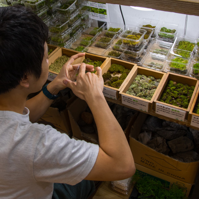 "Yutaka Imada shop selling moss, Kansai region, Osaka, Japan" stock image