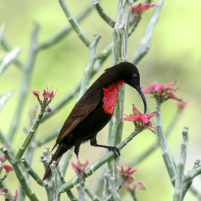 "sunbird, Lake Manyara National Park" stock image