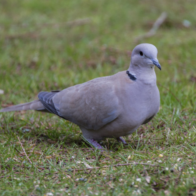 "Collared Dove" stock image