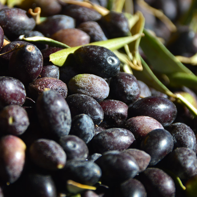 "Fresh Harvest" by Keith MacIntosh FRGS - $12.16 "Fresh Harvest" stock image