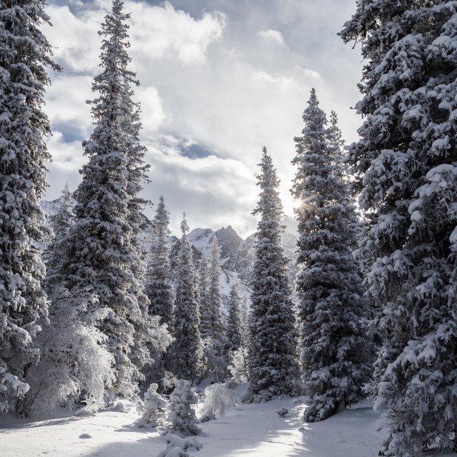 "Winter scene and forest in Ala Archa National Park, Kyrgyzstan" stock image