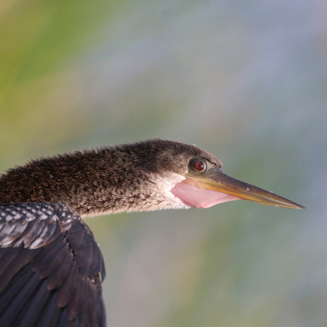 "Anhinga Alert" stock image