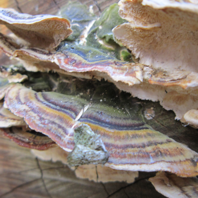 "Turkeytail Fungus" stock image