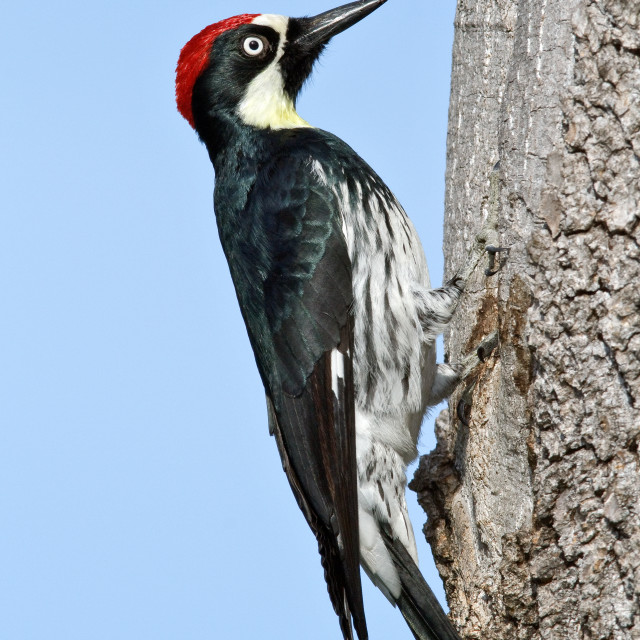 "Eikelspecht; Acorn Woodpecker; Melanerpes formicivorus" stock image