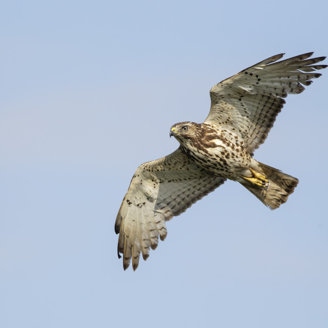 "Broad-winged Hawk" stock image