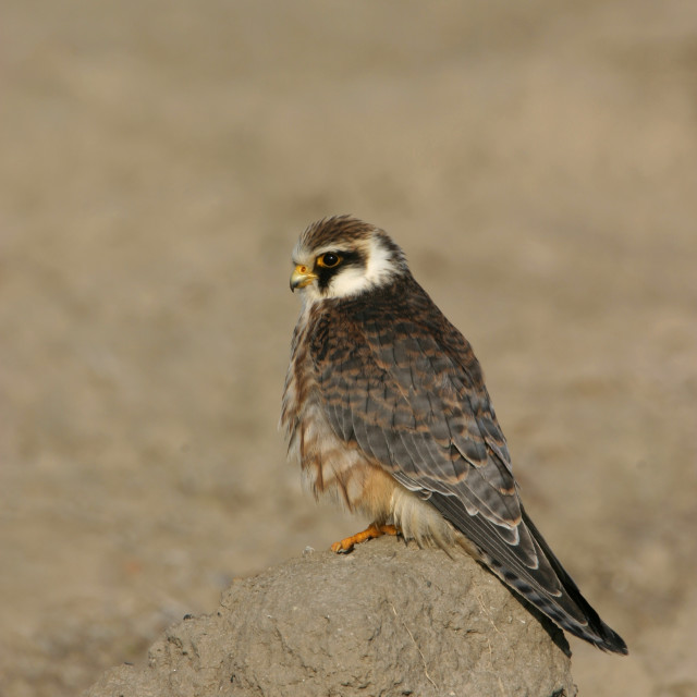 "Red-footed Falcon, Roodpootvalk, Falco vespertinus" stock image