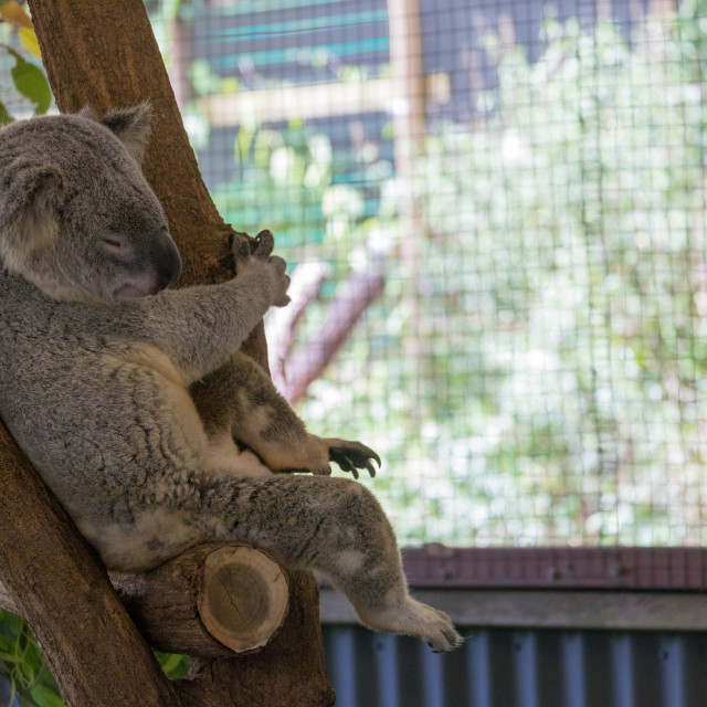 "Koala bear" stock image