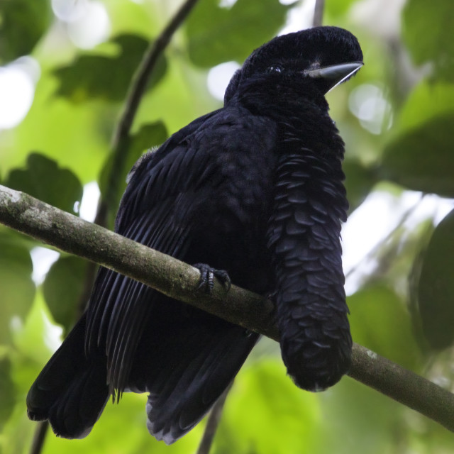 Ecuadoraanse Parasolvogel, Long-wattled Umbrellabird ...
