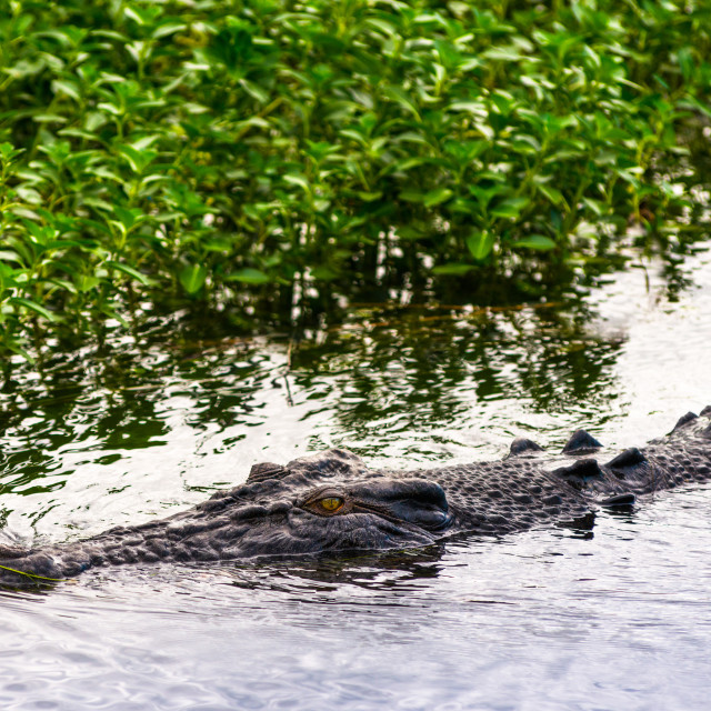 "Saltwater crocodile at Yellow Water Wetlands and Billabong, Kakadu National..." stock image