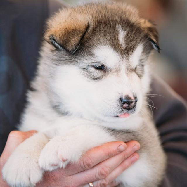 "Alaskan Malamute puppy Dog sits in hands of owner" stock image
