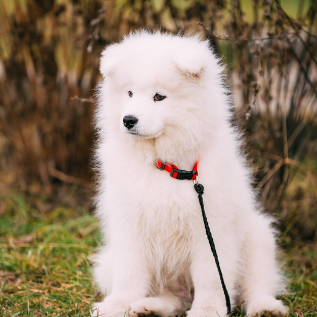 "White Samoyed Puppy Dog Outdoor in Park" stock image