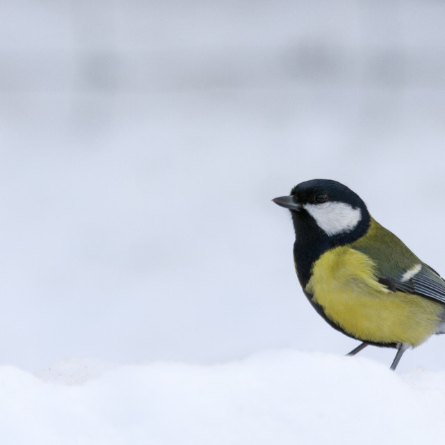 "Great Tit (Parus major) perched in winter snow" stock image