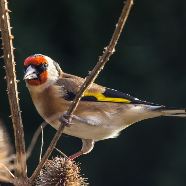 "Goldfinch (Carduelis Carduelis)" stock image
