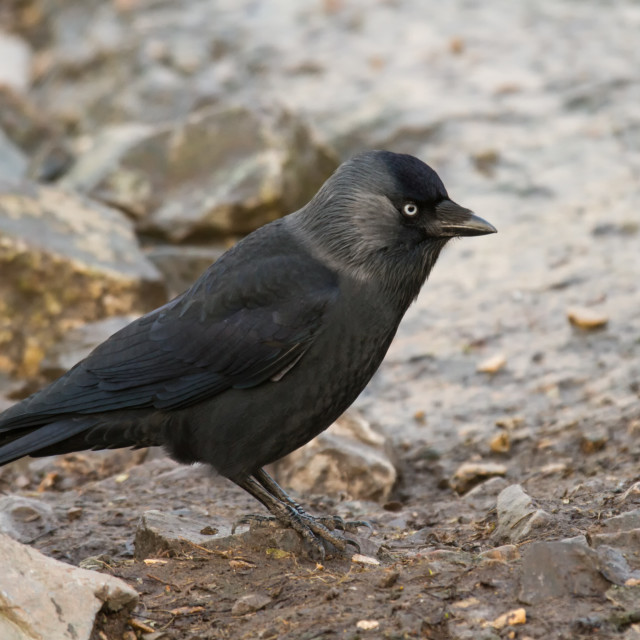 "Jackdaw (Corvus monedula) on ground" stock image