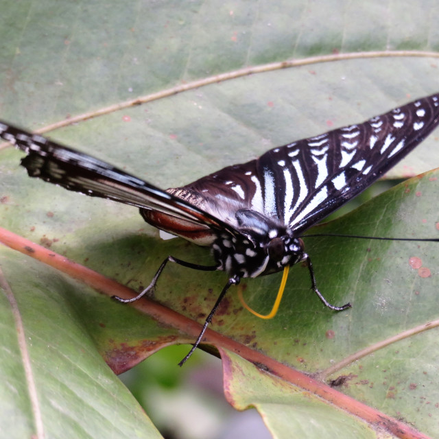 Butterflies Long Tongue Butterfly Park Kuala Lumpur License, download