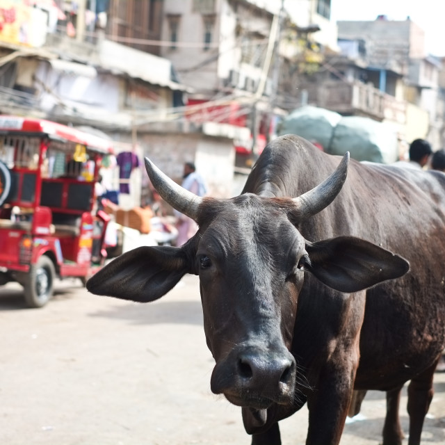 "Curious Cow" stock image