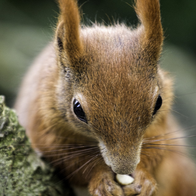 "Red Squirrel" stock image