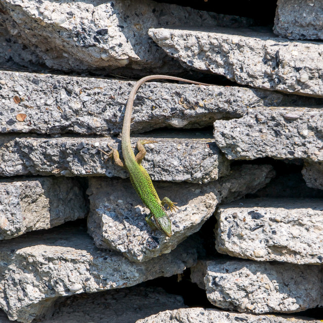 "A smaragd lizard" stock image