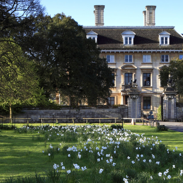 Spring daffodils, Thorpe Hall hospice, Peterborough, Cambridgeshire ...