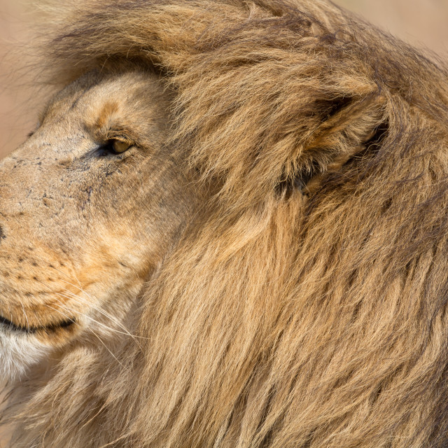 "Lion Kruger National Park" stock image