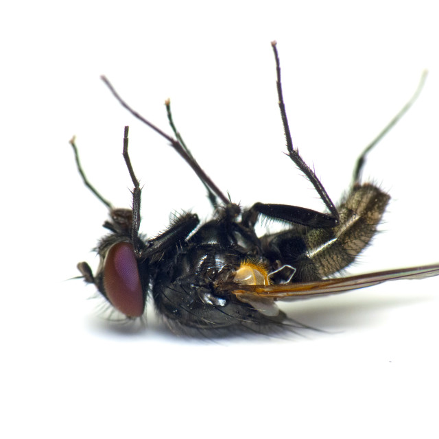 "Dead fly" stock image