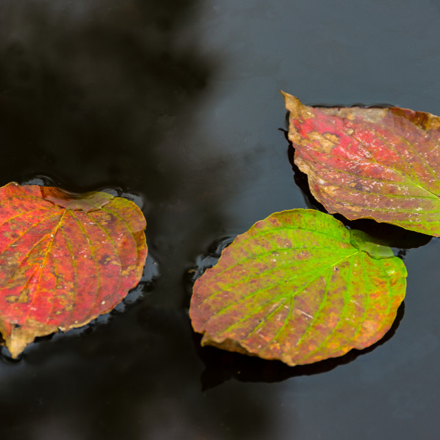 "Colorful floating leaves" stock image